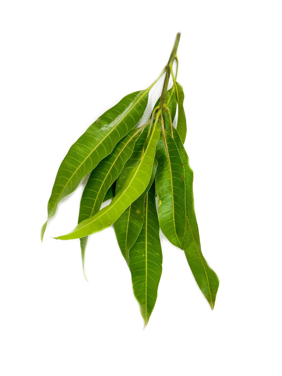Mango Leaves 10 pcs