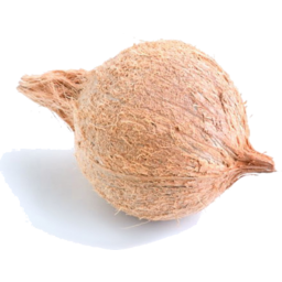 Pooja Coconut