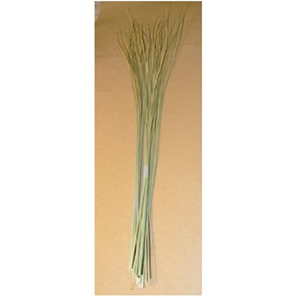 DHARBAI BUNCH (Kusha Grass)