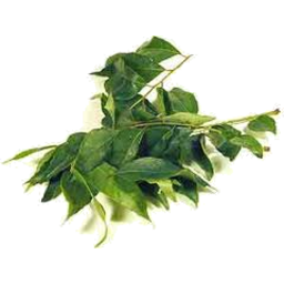 Curry Leaves Bunch