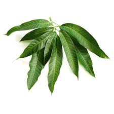 Mango Leaves