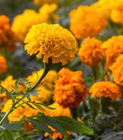 Marigold Flower (per packet)