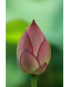 Lotus (Fresh Bud) Flowers